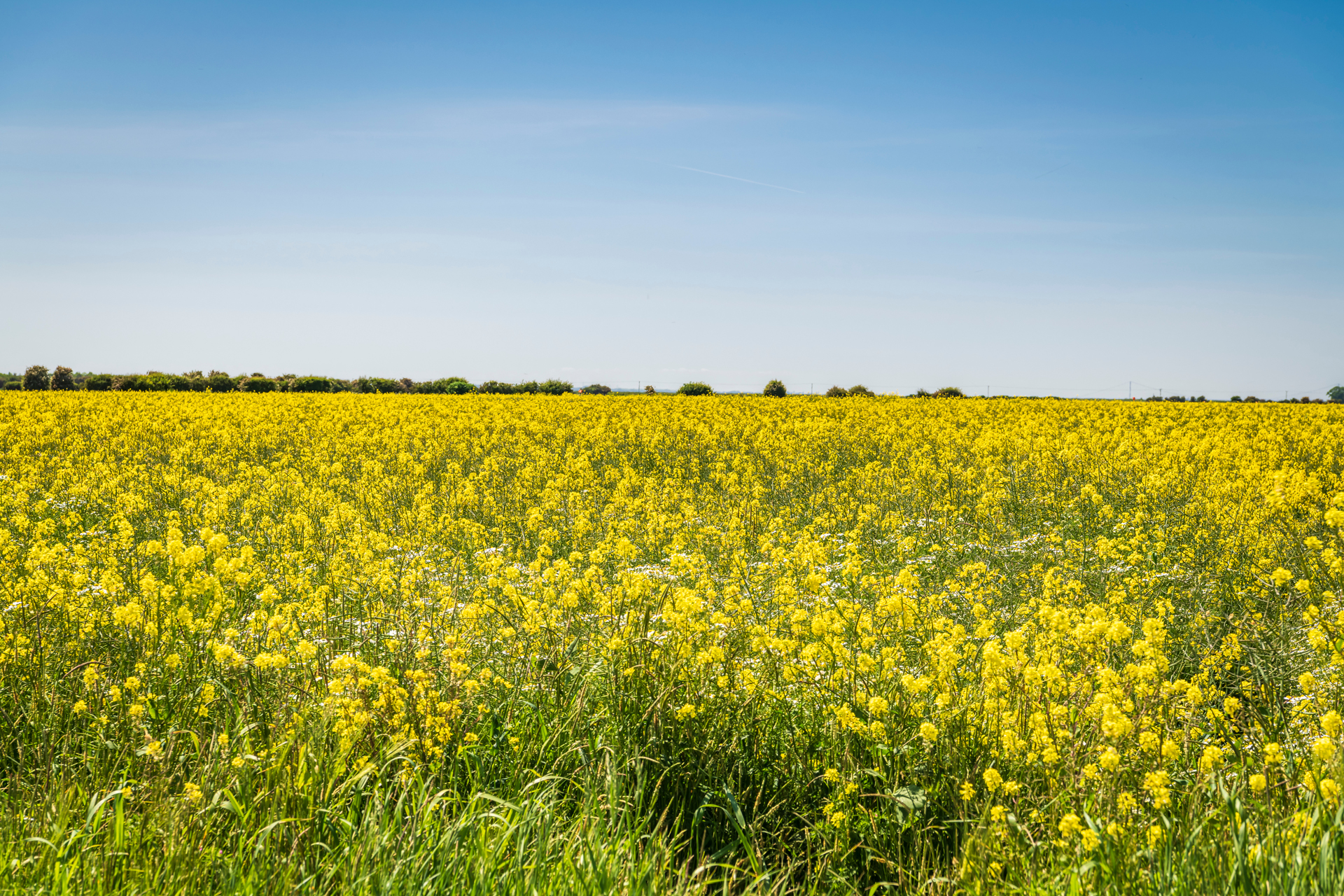 Field of Rapeseed, near Paull, East Yorkshire